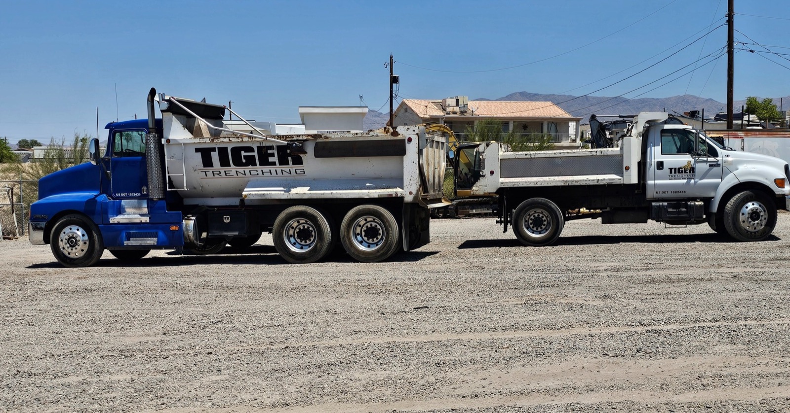 Two branded Tiger Trenching and Asphalt dump trucks lined up side by side